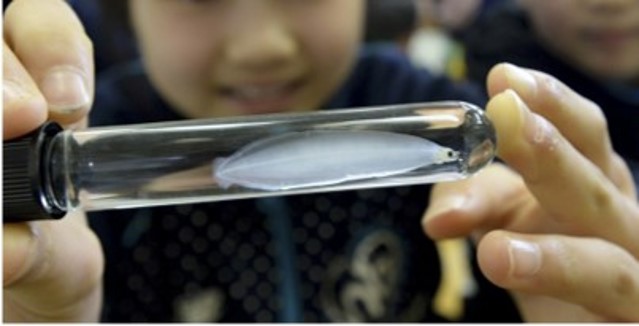 うなぎの不思議について学ぼう　イメージ画像